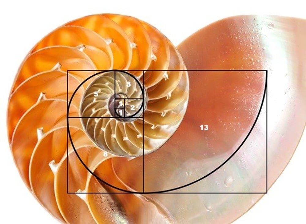A Fibonacci spiral superimposed over the side view of a shell to show the relationship of the shell's structure to it's underlying mathematics.